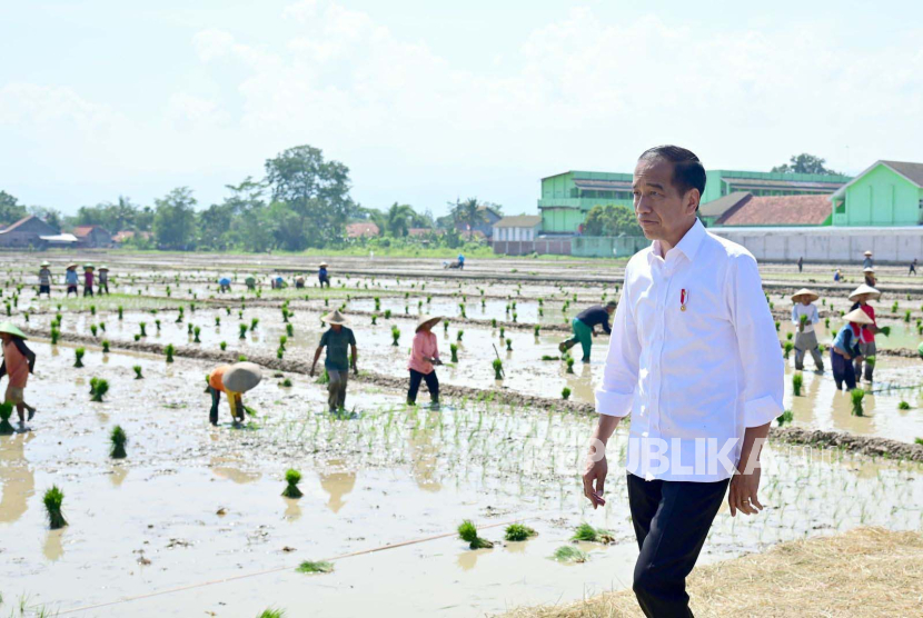 Presiden Jokowi Meminta Petani Menyegerakan Menanam Kembali BLT Puso